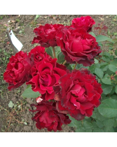 Троянда чайно-гібридна ‘Омаж а Барбара’|Hybrid tea rose Hommage à Barbara|Роза чайно-гибридная ’Омаж а Барбара’
