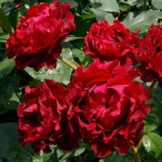 Троянда чайно-гібридна ‘Омаж а Барбара’|Hybrid tea rose Hommage à Barbara|Роза чайно-гибридная ’Омаж а Барбара’