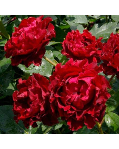 Троянда чайно-гібридна ‘Омаж а Барбара’|Hybrid tea rose Hommage à Barbara|Роза чайно-гибридная ’Омаж а Барбара’