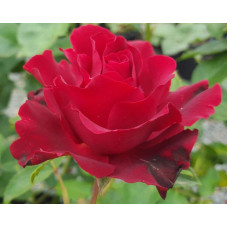 Троянда чайно-гібридна ‘Омаж а Барбара’|Hybrid tea rose Hommage à Barbara|Роза чайно-гибридная ’Омаж а Барбара’
