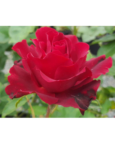 Троянда чайно-гібридна ‘Омаж а Барбара’|Hybrid tea rose Hommage à Barbara|Роза чайно-гибридная ’Омаж а Барбара’