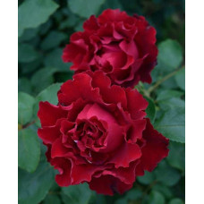 Троянда чайно-гібридна ‘Омаж а Барбара’|Hybrid tea rose Hommage à Barbara|Роза чайно-гибридная ’Омаж а Барбара’