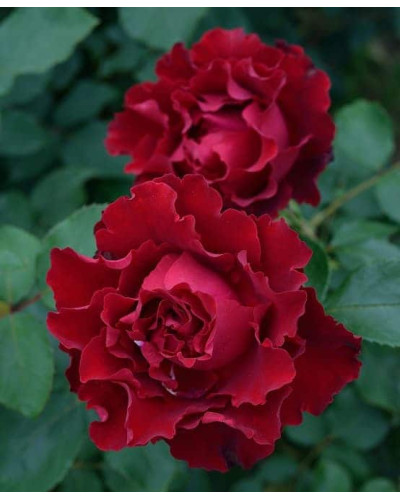 Троянда чайно-гібридна ‘Омаж а Барбара’|Hybrid tea rose Hommage à Barbara|Роза чайно-гибридная ’Омаж а Барбара’