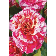 Троянда флорібунда (біло-червона) ШТАМБ | Rose Floribunda  (white-red) SHTAMB | Роза флорибунда (бело-красная) ШТАМБ
