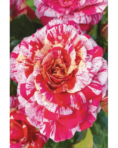 Троянда флорібунда (біло-червона) ШТАМБ | Rose Floribunda (white-red) SHTAMB | Роза флорибунда (бело-красная) ШТАМБ