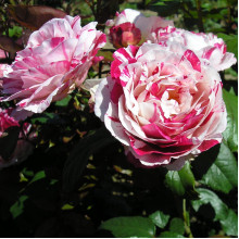 Троянда флорібунда (біло-червона) ШТАМБ | Rose Floribunda  (white-red) SHTAMB | Роза флорибунда (бело-красная) ШТАМБ