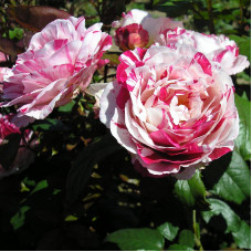 Троянда флорібунда (біло-червона) ШТАМБ | Rose Floribunda  (white-red) SHTAMB | Роза флорибунда (бело-красная) ШТАМБ