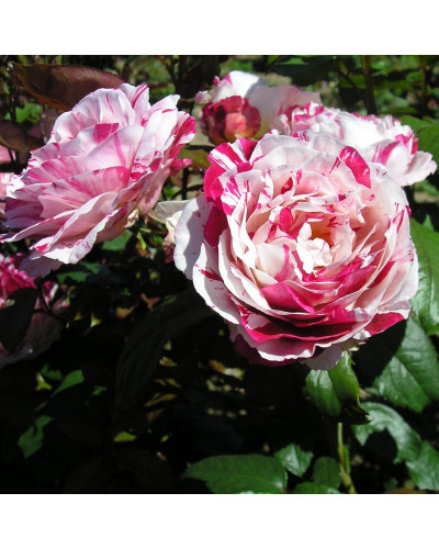 Троянда флорібунда (біло-червона) ШТАМБ | Rose Floribunda (white-red) SHTAMB | Роза флорибунда (бело-красная) ШТАМБ