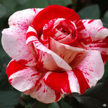 Троянда флорібунда (біло-червона) ШТАМБ | Rose Floribunda  (white-red) SHTAMB | Роза флорибунда (бело-красная) ШТАМБ