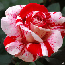 Троянда флорібунда (біло-червона) ШТАМБ | Rose Floribunda  (white-red) SHTAMB | Роза флорибунда (бело-красная) ШТАМБ