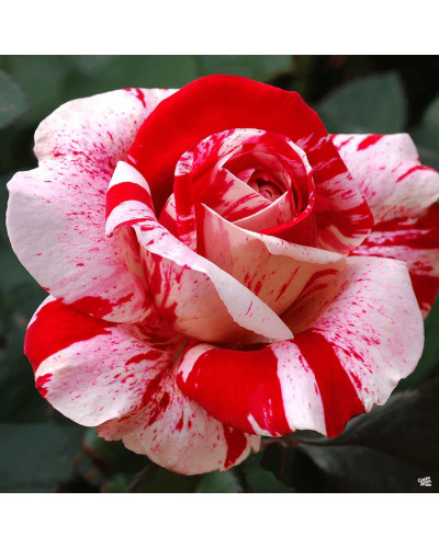 Троянда флорібунда (біло-червона) ШТАМБ | Rose Floribunda (white-red) SHTAMB | Роза флорибунда (бело-красная) ШТАМБ