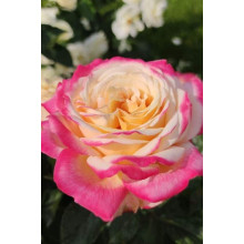 Троянда чайно-гібридна Ювілей Кордеса (жовто-рожева) | Hybrid tea rose Kordes Jubilee (yellow-pink) | Роза чайно-гибридная Юбилей Кордеса (желто-розовая)