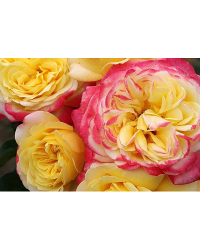 Троянда чайно-гібридна Ювілей Кордеса (жовто-рожева) | Hybrid tea rose Kordes Jubilee (yellow-pink) | Роза чайно-гибридная Юбилей Кордеса (желто-розовая)