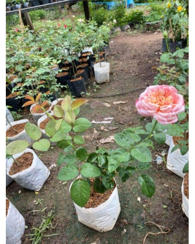 Троянда чайно-гібридна Ювілей Кордеса (жовто-рожева) | Hybrid tea rose Kordes Jubilee (yellow-pink) | Роза чайно-гибридная Юбилей Кордеса (желто-розовая)