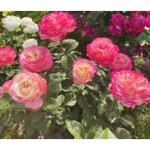 Троянда чайно-гібридна Ювілей Кордеса (жовто-рожева) | Hybrid tea rose Kordes Jubilee (yellow-pink) | Роза чайно-гибридная Юбилей Кордеса (желто-розовая)