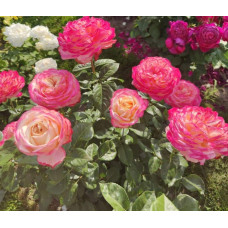 Троянда чайно-гібридна Ювілей Кордеса (жовто-рожева) | Hybrid tea rose Kordes Jubilee (yellow-pink) | Роза чайно-гибридная Юбилей Кордеса (желто-розовая)