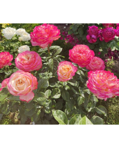 Троянда чайно-гібридна Ювілей Кордеса (жовто-рожева) | Hybrid tea rose Kordes Jubilee (yellow-pink) | Роза чайно-гибридная Юбилей Кордеса (желто-розовая)