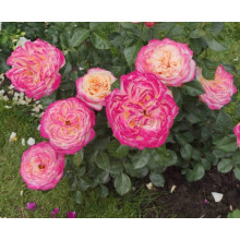 Троянда чайно-гібридна Ювілей Кордеса (жовто-рожева) | Hybrid tea rose Kordes Jubilee (yellow-pink) | Роза чайно-гибридная Юбилей Кордеса (желто-розовая)