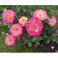 Троянда чайно-гібридна Ювілей Кордеса (жовто-рожева) | Hybrid tea rose Kordes Jubilee (yellow-pink) | Роза чайно-гибридная Юбилей Кордеса (желто-розовая)