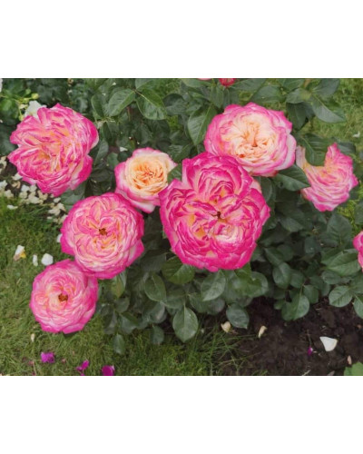 Троянда чайно-гібридна Ювілей Кордеса (жовто-рожева) | Hybrid tea rose Kordes Jubilee (yellow-pink) | Роза чайно-гибридная Юбилей Кордеса (желто-розовая)