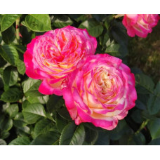 Троянда чайно-гібридна Ювілей Кордеса (жовто-рожева) | Hybrid tea rose Kordes Jubilee (yellow-pink) | Роза чайно-гибридная Юбилей Кордеса (желто-розовая)