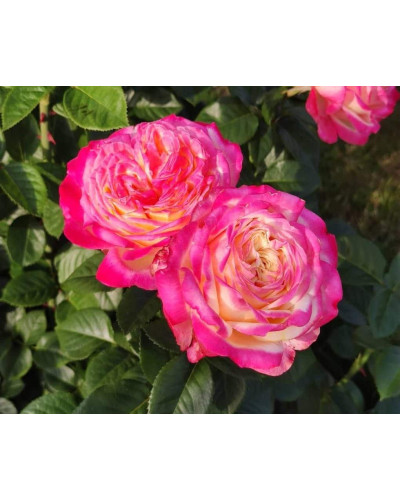 Троянда чайно-гібридна Ювілей Кордеса (жовто-рожева) | Hybrid tea rose Kordes Jubilee (yellow-pink) | Роза чайно-гибридная Юбилей Кордеса (желто-розовая)