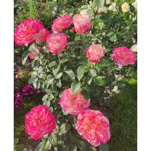Троянда чайно-гібридна Ювілей Кордеса (жовто-рожева) | Hybrid tea rose Kordes Jubilee (yellow-pink) | Роза чайно-гибридная Юбилей Кордеса (желто-розовая)