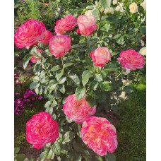 Троянда чайно-гібридна Ювілей Кордеса (жовто-рожева) | Hybrid tea rose Kordes Jubilee (yellow-pink) | Роза чайно-гибридная Юбилей Кордеса (желто-розовая)