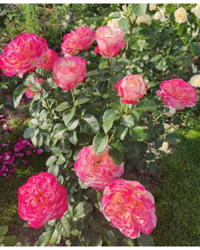 Троянда чайно-гібридна Ювілей Кордеса (жовто-рожева) | Hybrid tea rose Kordes Jubilee (yellow-pink) | Роза чайно-гибридная Юбилей Кордеса (желто-розовая)