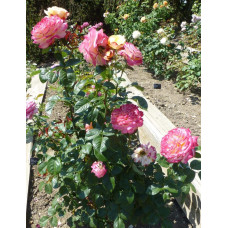 Троянда чайно-гібридна Ювілей Кордеса (жовто-рожева) | Hybrid tea rose Kordes Jubilee (yellow-pink) | Роза чайно-гибридная Юбилей Кордеса (желто-розовая)