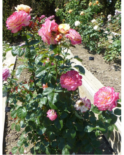 Троянда чайно-гібридна Ювілей Кордеса (жовто-рожева) | Hybrid tea rose Kordes Jubilee (yellow-pink) | Роза чайно-гибридная Юбилей Кордеса (желто-розовая)