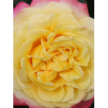 Троянда чайно-гібридна Ювілей Кордеса (жовто-рожева) | Hybrid tea rose Kordes Jubilee (yellow-pink) | Роза чайно-гибридная Юбилей Кордеса (желто-розовая)