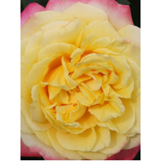 Троянда чайно-гібридна Ювілей Кордеса (жовто-рожева) | Hybrid tea rose Kordes Jubilee (yellow-pink) | Роза чайно-гибридная Юбилей Кордеса (желто-розовая)