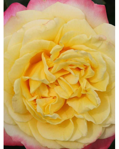 Троянда чайно-гібридна Ювілей Кордеса (жовто-рожева) | Hybrid tea rose Kordes Jubilee (yellow-pink) | Роза чайно-гибридная Юбилей Кордеса (желто-розовая)