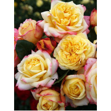 Троянда чайно-гібридна Ювілей Кордеса (жовто-рожева) | Hybrid tea rose Kordes Jubilee (yellow-pink) | Роза чайно-гибридная Юбилей Кордеса (желто-розовая)