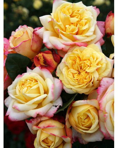 Троянда чайно-гібридна Ювілей Кордеса (жовто-рожева) | Hybrid tea rose Kordes Jubilee (yellow-pink) | Роза чайно-гибридная Юбилей Кордеса (желто-розовая)