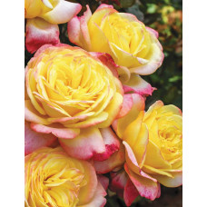 Троянда чайно-гібридна Ювілей Кордеса (жовто-рожева) | Hybrid tea rose Kordes Jubilee (yellow-pink) | Роза чайно-гибридная Юбилей Кордеса (желто-розовая)