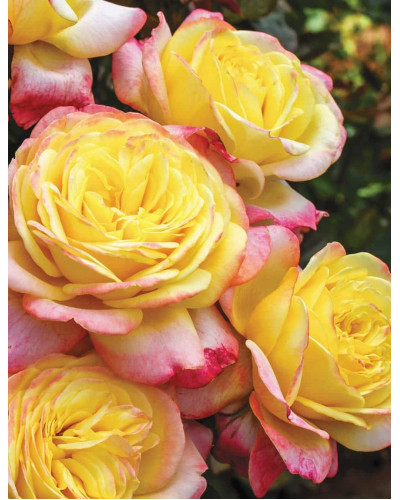 Троянда чайно-гібридна Ювілей Кордеса (жовто-рожева) | Hybrid tea rose Kordes Jubilee (yellow-pink) | Роза чайно-гибридная Юбилей Кордеса (желто-розовая)
