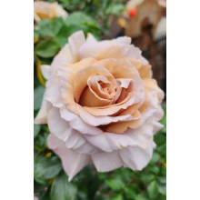 Троянда чайно-гібридна Стефан Руло (бежева) | Hybrid tea rose Stephen Rulo  (beige) | Роза чайно-гибридная Стефан Руло (бежевая)