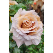 Троянда чайно-гібридна Стефан Руло (бежева) | Hybrid tea rose Stephen Rulo  (beige) | Роза чайно-гибридная Стефан Руло (бежевая)