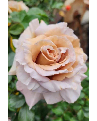 Троянда чайно-гібридна Стефан Руло (бежева) | Hybrid tea rose Stephen Rulo (beige) | Роза чайно-гибридная Стефан Руло (бежевая)
