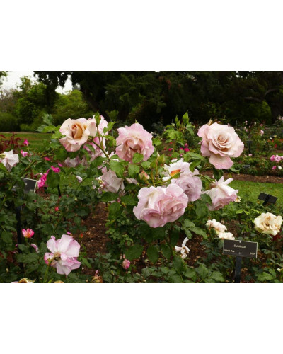 Троянда чайно-гібридна Стефан Руло (бежева) | Hybrid tea rose Stephen Rulo (beige) | Роза чайно-гибридная Стефан Руло (бежевая)