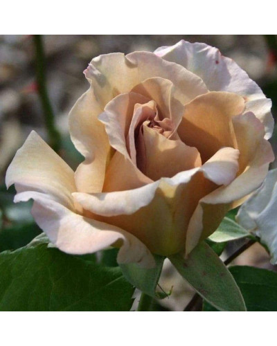 Троянда чайно-гібридна Стефан Руло (бежева) | Hybrid tea rose Stephen Rulo (beige) | Роза чайно-гибридная Стефан Руло (бежевая)