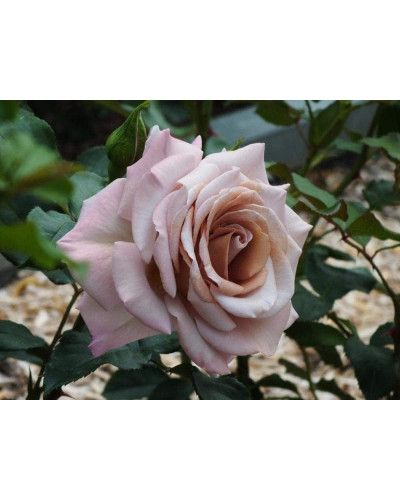Троянда чайно-гібридна Стефан Руло (бежева) | Hybrid tea rose Stephen Rulo (beige) | Роза чайно-гибридная Стефан Руло (бежевая)
