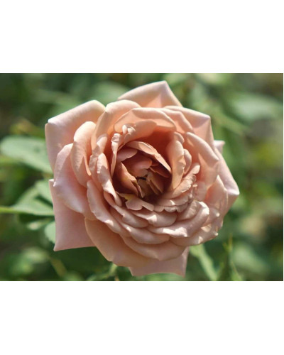 Троянда чайно-гібридна Стефан Руло (бежева) | Hybrid tea rose Stephen Rulo (beige) | Роза чайно-гибридная Стефан Руло (бежевая)