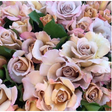 Троянда чайно-гібридна Стефан Руло (бежева) | Hybrid tea rose Stephen Rulo  (beige) | Роза чайно-гибридная Стефан Руло (бежевая)