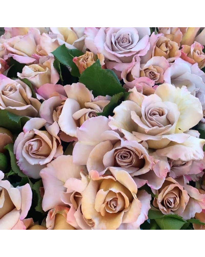 Троянда чайно-гібридна Стефан Руло (бежева) | Hybrid tea rose Stephen Rulo (beige) | Роза чайно-гибридная Стефан Руло (бежевая)
