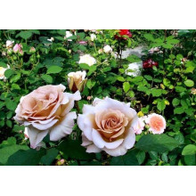 Троянда чайно-гібридна Стефан Руло (бежева) | Hybrid tea rose Stephen Rulo  (beige) | Роза чайно-гибридная Стефан Руло (бежевая)