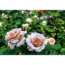 Троянда чайно-гібридна Стефан Руло (бежева) | Hybrid tea rose Stephen Rulo  (beige) | Роза чайно-гибридная Стефан Руло (бежевая)