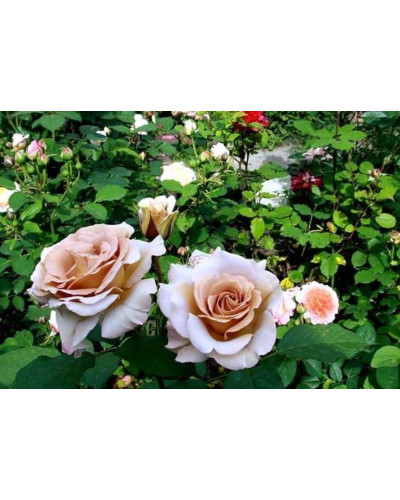 Троянда чайно-гібридна Стефан Руло (бежева) | Hybrid tea rose Stephen Rulo (beige) | Роза чайно-гибридная Стефан Руло (бежевая)